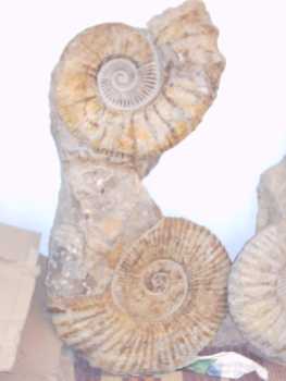 Photo: Sells Shells, fossil and stone DOBLE AMMONITES 100% NATURALES 100% OREGINALES