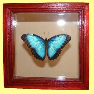 Photo: Sells Painting and drawing MARIPOSA MORPHO - XXth century