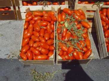 Photo: Sells Fruit and vegetables Tomato