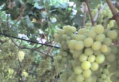Photo: Sells Fruit and vegetable Grape