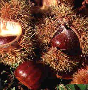 Photo: Sells Fruit and vegetable Sweet chestnut