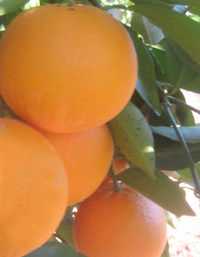 Photo: Sells Fruit and vegetables Orange