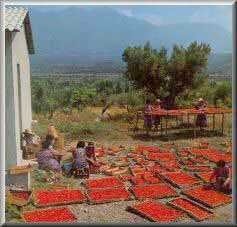 Photo: Sells Fruit and vegetable Tomato