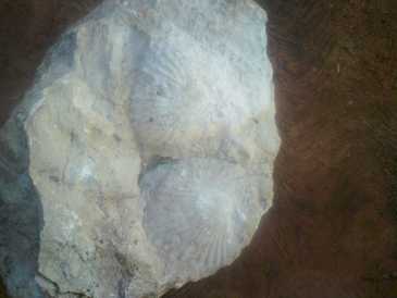 Photo: Sells Shells, fossil and stone ESCARBANDO EN MI CASA