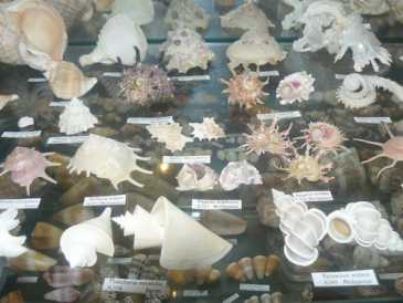 Photo: Sells Shells, fossil and stone COLLECTION