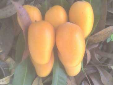Photo: Sells Fruit and vegetable Mango