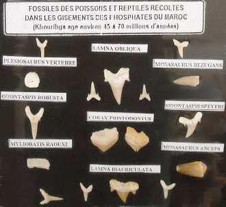 Photo: Sells Shells, fossil and stone FOSSILI DEL CRETACEO-PALEOGENE