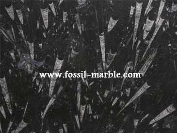 Photo: Sells Decoration BLACK SLAB FROM FOSSILIZED MARBLE MOROCCO - BLACK SLAB FOSSILIZED MARBLE MOROCCO