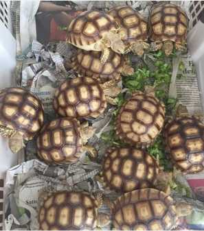 Photo: Sells Collection objects TORTUGAS BEBES SULCATA PERFECTAS Y MAS DISPONIBLES - CAMBINOX - 2021