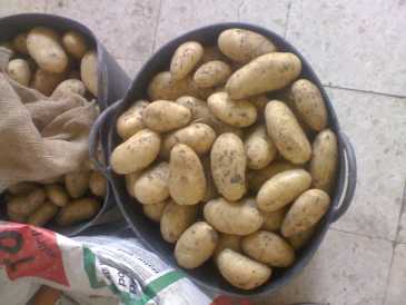 Photo: Sells Fruit and vegetables Potato