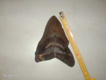 Photo: Sells Shells, fossil and stone DENT DE MEGALODON