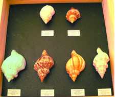 Photo: Sells Shells, fossil and stone COLLECTION COQUILLAGES