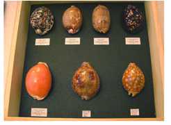Photo: Sells Shells, fossil and stone COLLECTION COQUILLAGES