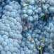 Photo: Sells Wine Italy - Piedmont