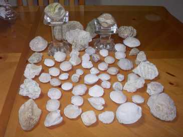 Photo: Sells Shells, fossil and stone COQUILLAGES,FOSSILES,PIERRES