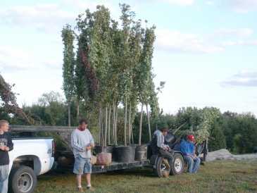 Photo: Proposes Wholesale JASON'S NURSERY AND LANDSCAPING - CHICAGO AND SURROUNDING AREAS